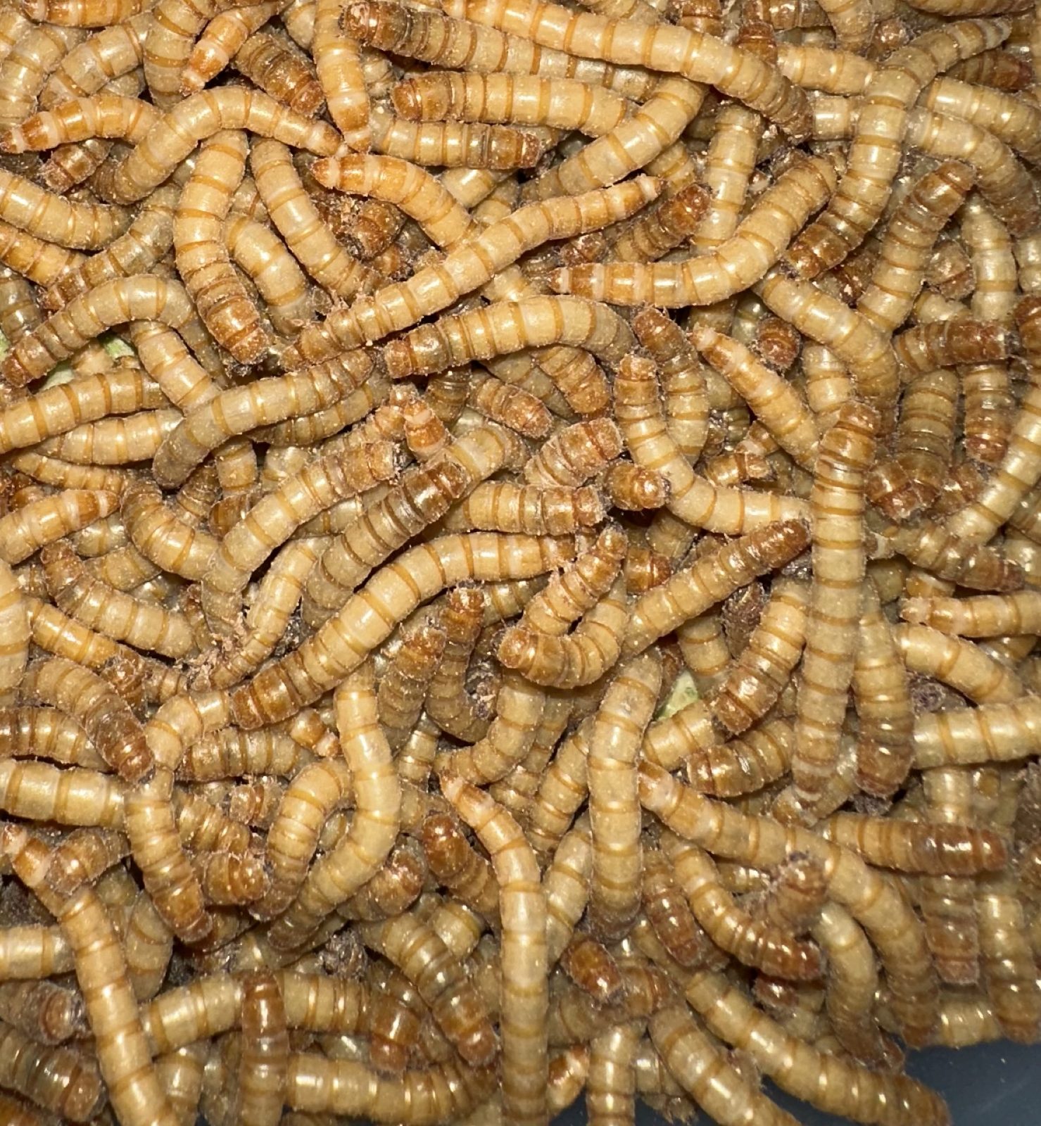 Large Mealworms from a LocalFeeders seller in Fernley, NV